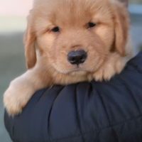 Golden retriever americano femmina