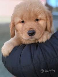 Golden retriever americano femmina