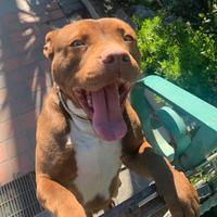 American Stafford shire terrier