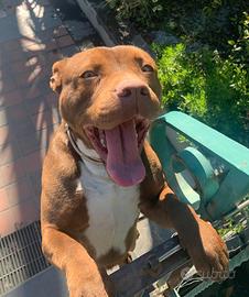 American Stafford shire terrier