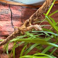 Baby Geco crestato 7 settimane