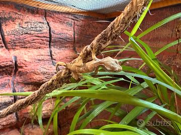 Baby Geco crestato 7 settimane