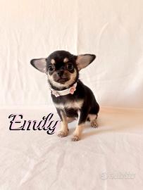 Chihuahua femmina con pedigree enci