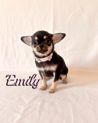 Chihuahua femmina con pedigree enci