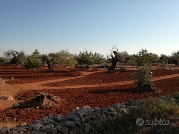 Terreno in agro Neviano