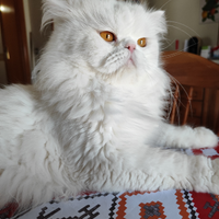 Persiano disponibile x monta