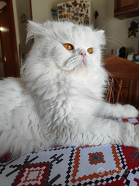 Persiano disponibile x monta