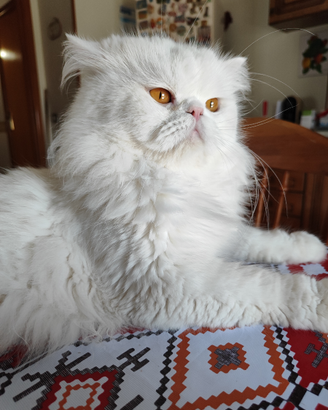 Persiano disponibile x monta