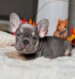 BULLDOG FRANCESE CUCCIOLATA BLU TAN - bouledogue