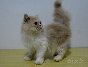 Gatto persiano