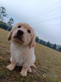 Labrador retriever cucciolo maschio