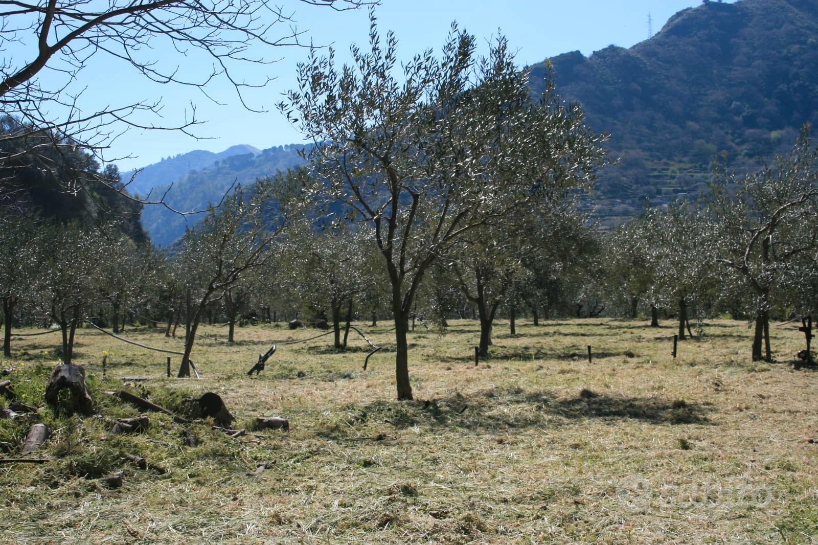 GOLE ALCANTARA terreno agricolo 1 ettaro - Vista 4