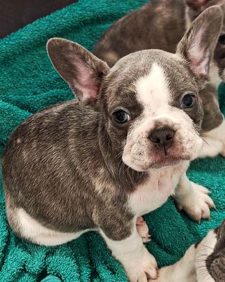 bulldog francese esotici 
