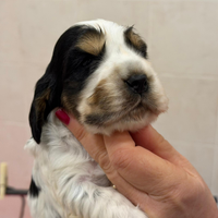 Cuccioli cocker spaniel inglese