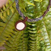 collana occhio di shiva