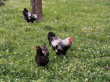 Coppia Barnevelder galline ornamentali