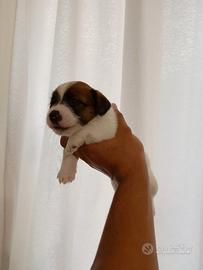 Jack Russell Terrier Maschio