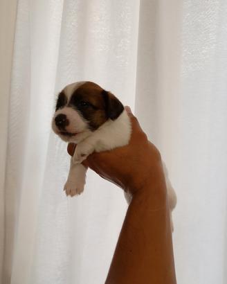 Jack Russell Terrier Maschio
