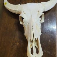 Teschio di Bisonte