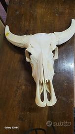 Teschio di Bisonte