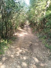 Vendita Terreno Monte Argentario mq 2350