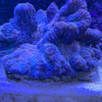 Corallo lps PECTINIA taglia xl