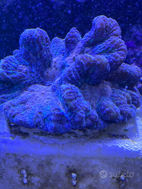 Corallo lps PECTINIA taglia xl