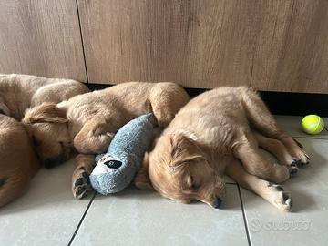 Golden Retriever