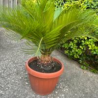 Pianta Cycas