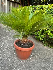 Pianta Cycas