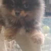 Volpini pomerania