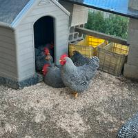Coppia Gallo e Gallina Amrock