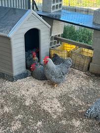 Coppia Gallo e Gallina Amrock