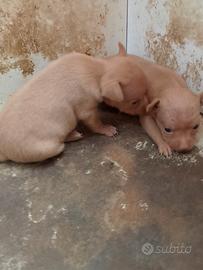 Cuccioli di chihuahua