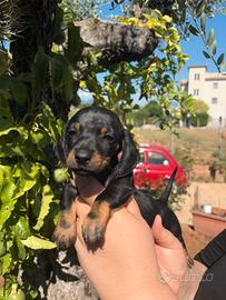 Cane bassotto