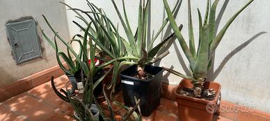 Piante succulente Aloe Vera