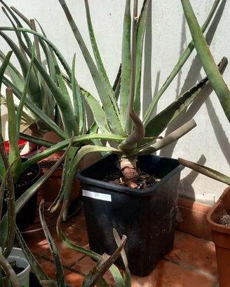 Piante succulente Aloe Vera