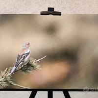 Quadro fotografico 30x45 "il canto del fringuello"
