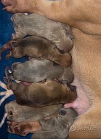 Cuccioli di bulldog francese