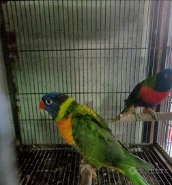 Coppia lori arcobaleno