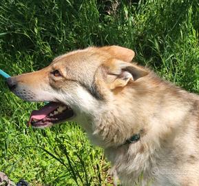 Adozione Cane Lupo Cecoslovacco