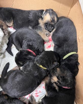 Cucciolo pastore tedesco con pedigree