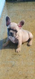Bulldog francese blu frawn