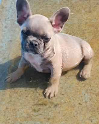 Bulldog francese blu frawn