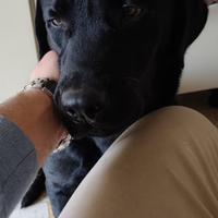 Labrador retriver nero