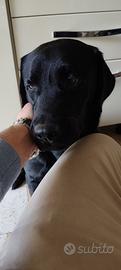 Labrador retriver nero