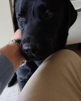Labrador retriver nero