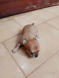 Cucciola di chihuahua
