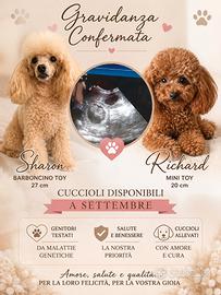 Barboncino