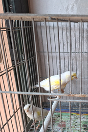 Coppia di canarini adulti